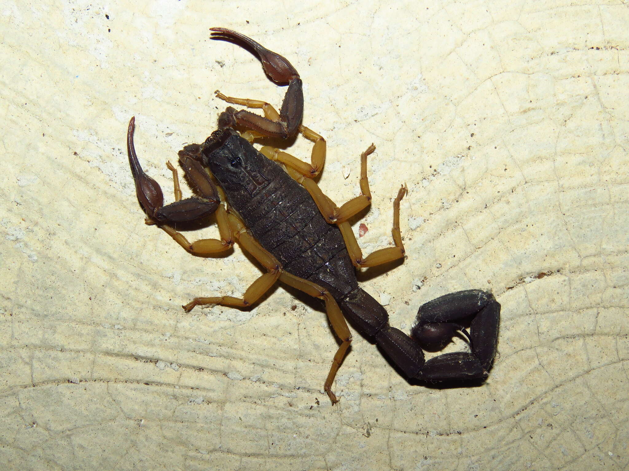 Image of Florida Bark Scorpion