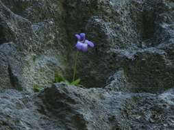 Image of Pinguicula poldinii J. F. Steiger & Casper