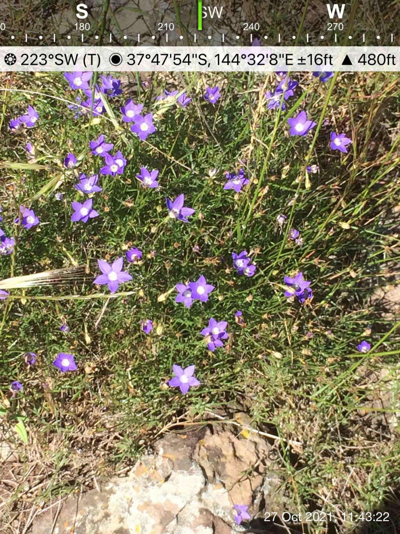 Imagem de Wahlenbergia luteola P. J. Sm.