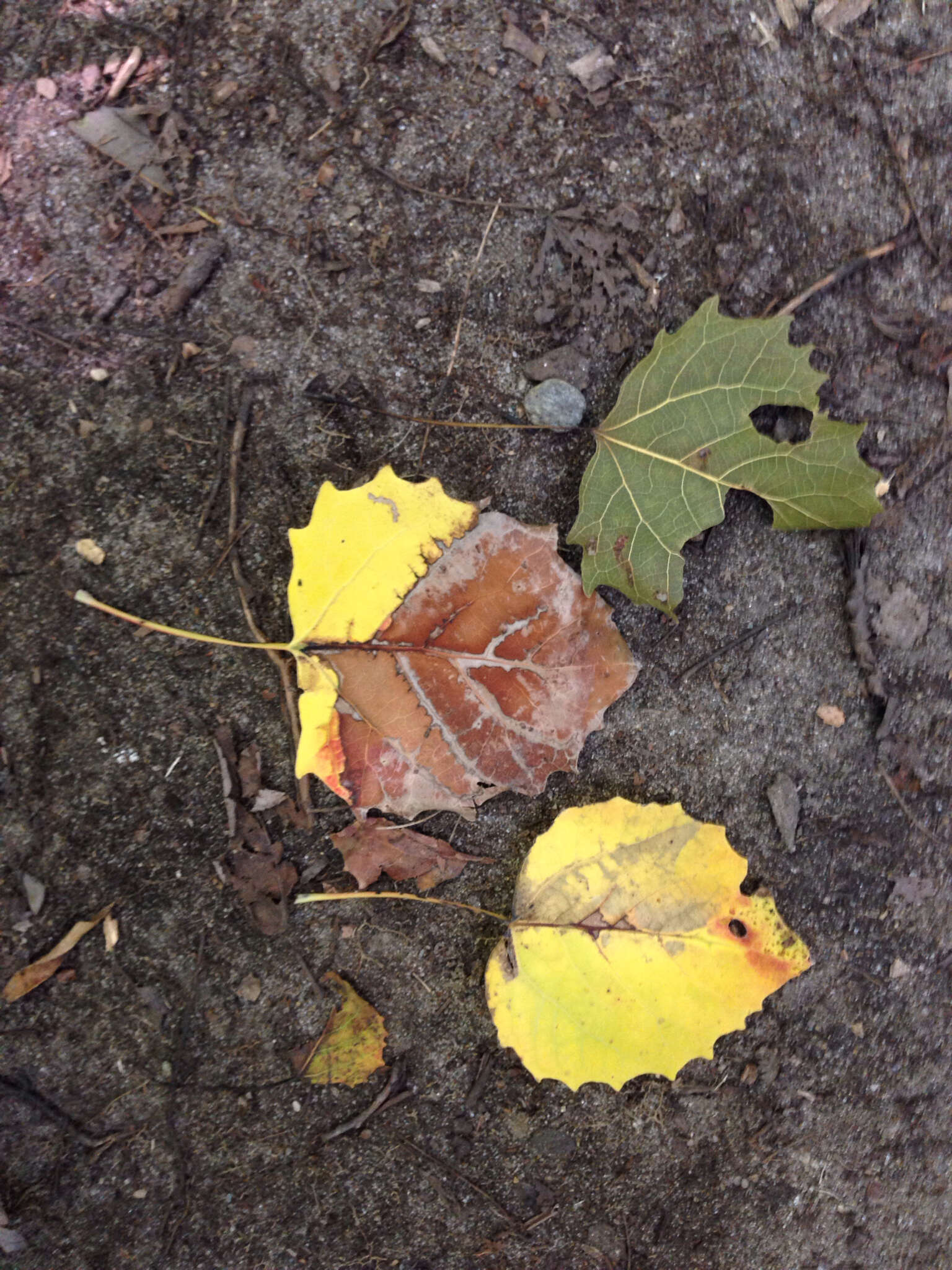 Image of bigtooth aspen