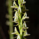 Image of Christmas leek orchid