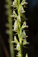 Image of Christmas leek orchid