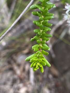 Image of Leionema gracile (C. T White) Paul G. Wilson