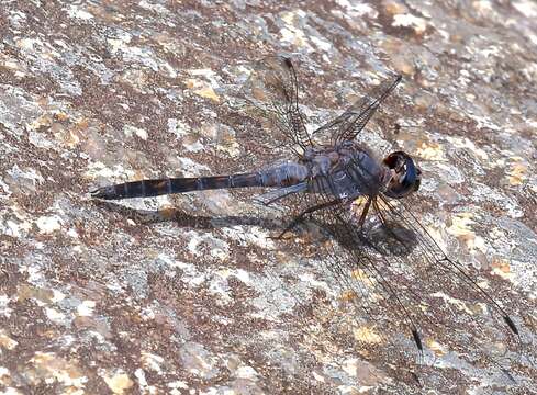 Слика од Paltothemis cyanosoma Garrison 1982