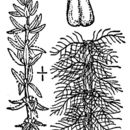 Image of twoleaf watermilfoil