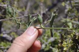 Plancia ëd Corallocarpus welwitschii (Naud.) Hook. fil.