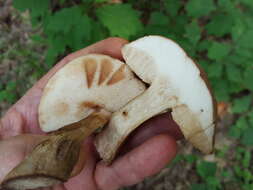 Imagem de Tylopilus ferrugineus (Frost) Singer 1947