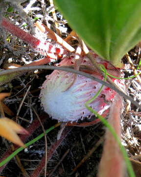 Plancia ëd Protea pruinosa J. P. Rourke