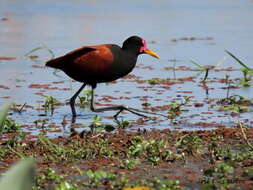 Sivun Jacana jacana jacana (Linnaeus 1766) kuva