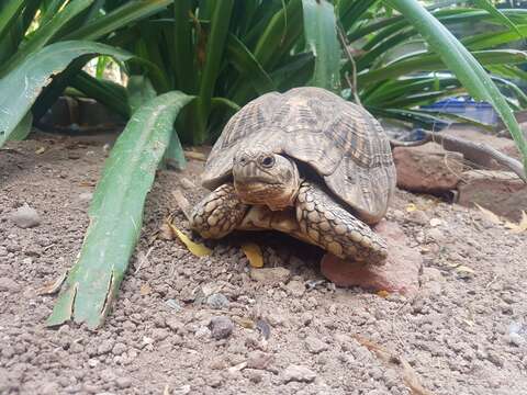 Image of Typical Tortoises