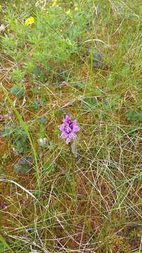 Image de Dactylorhiza fuchsii subsp. psychrophila (Schltr.) Holub