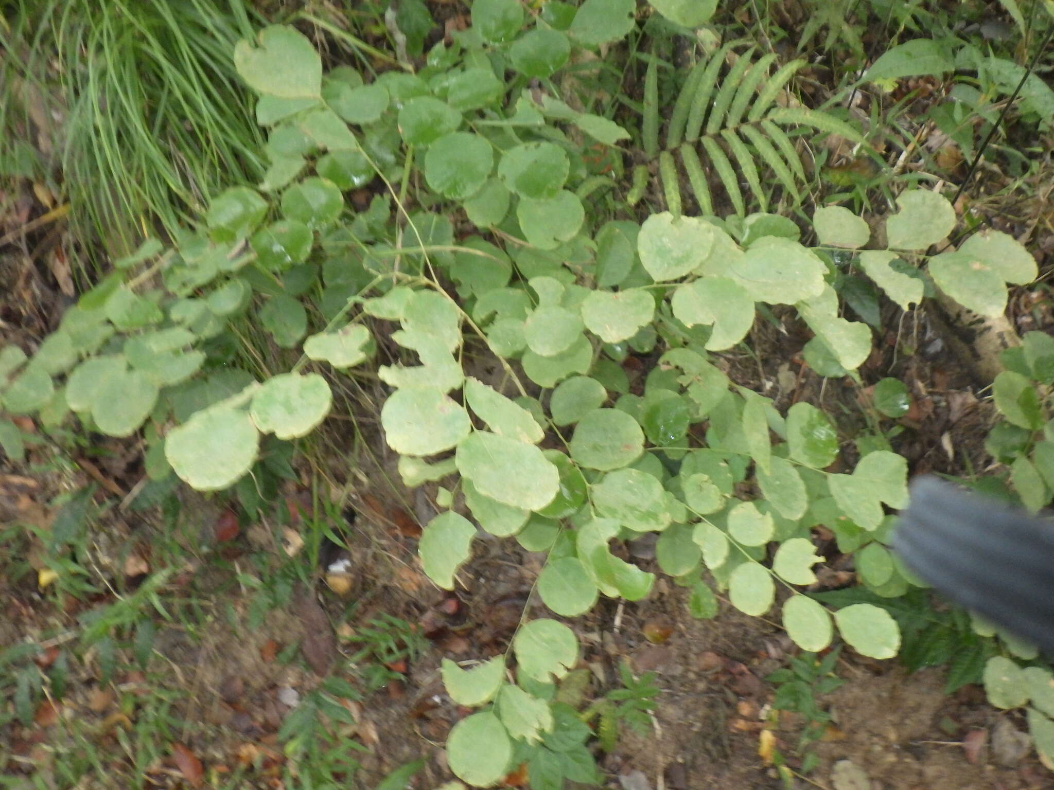 Image de Palisandre De L'Inde