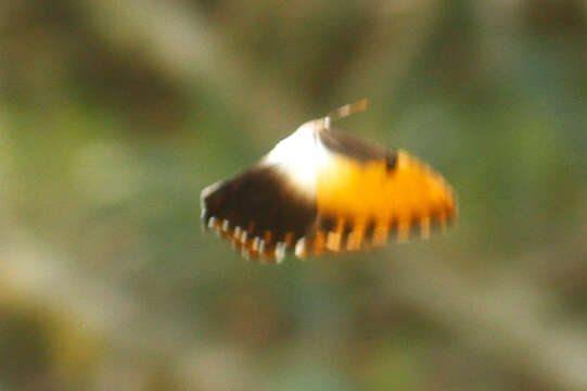 Image of Morpho hecuba Linnaeus 1771