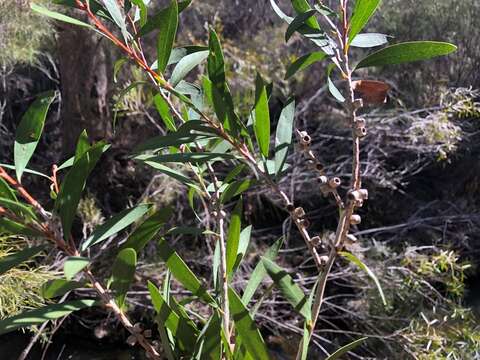 صورة Callistemon flavovirens (Cheel) Cheel