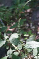 Image of Scutellaria pekinensis Maxim.