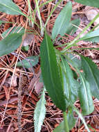 Image of Small's ragwort