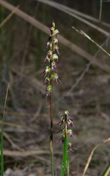 Image of Sharp midge-orchid