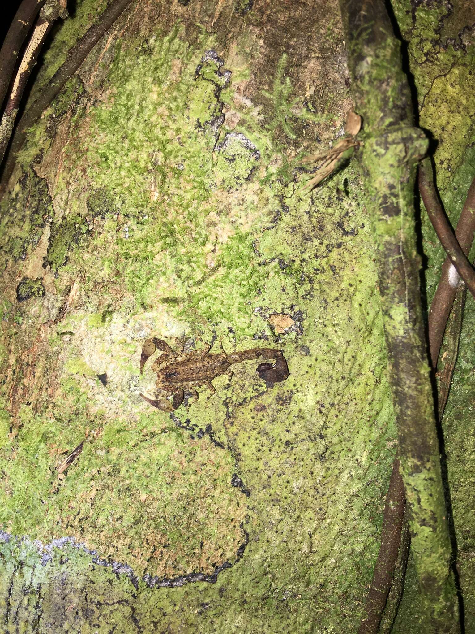 Image of Tityus ocelote Francke & Stockwell 1987