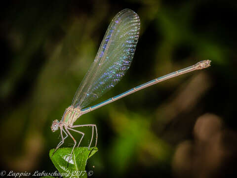 Image of Glistening Demoiselle