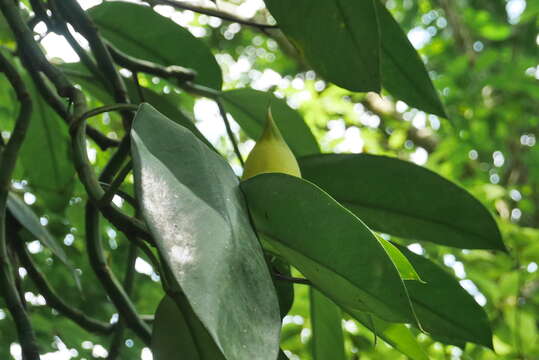 Image of Rhaphidophora hongkongensis Schott