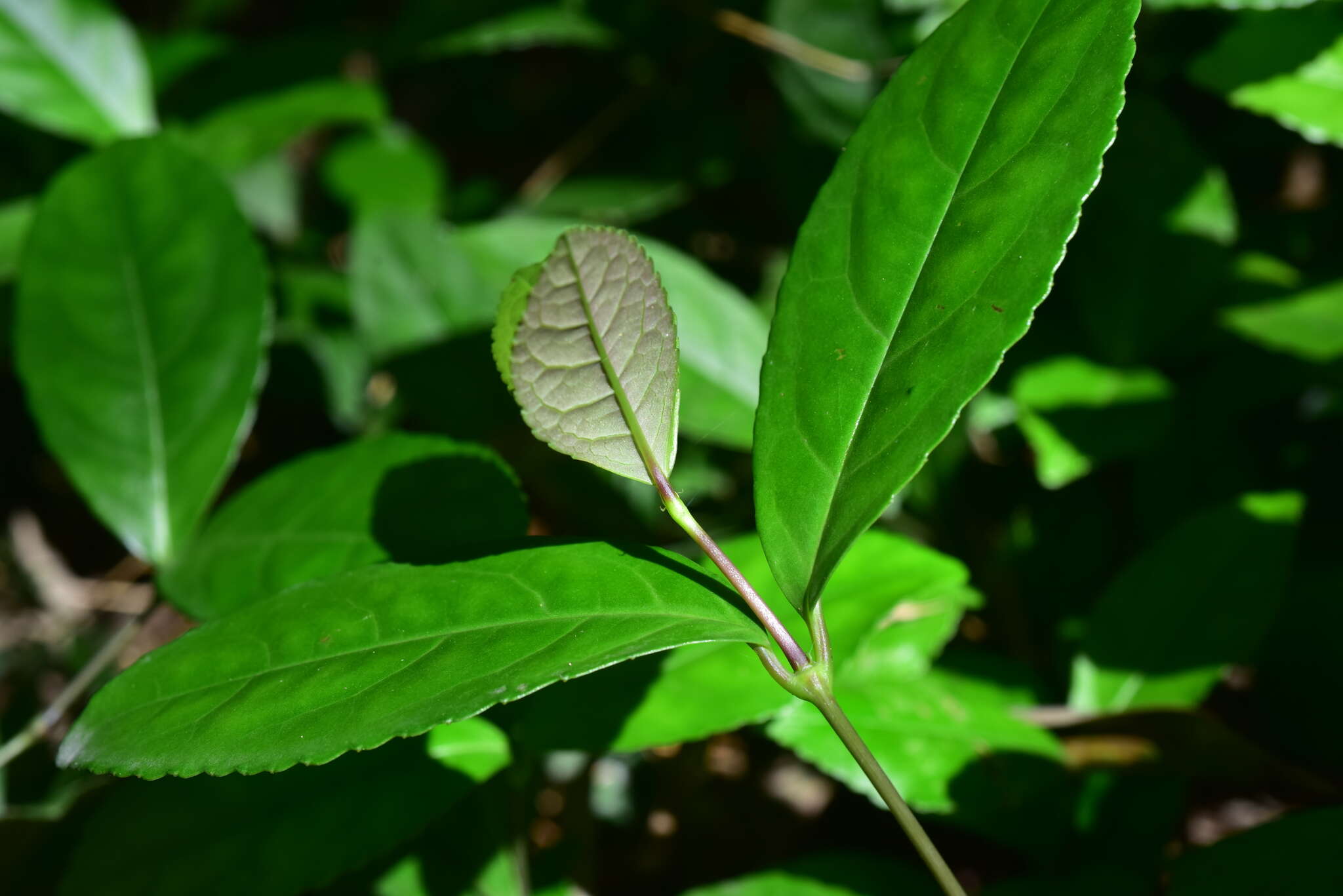 Image de Chloranthus