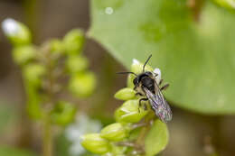 Andrena anisochlora Cockerell 1936 resmi