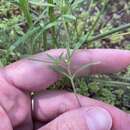 Image of wishbone fiddleleaf