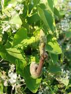 Image de Aristolochia argentina Griseb.