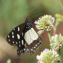 Amauris echeria serica Talbot 1940 resmi