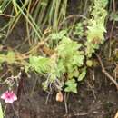 Imagem de Diascia barberae Hook. fil.