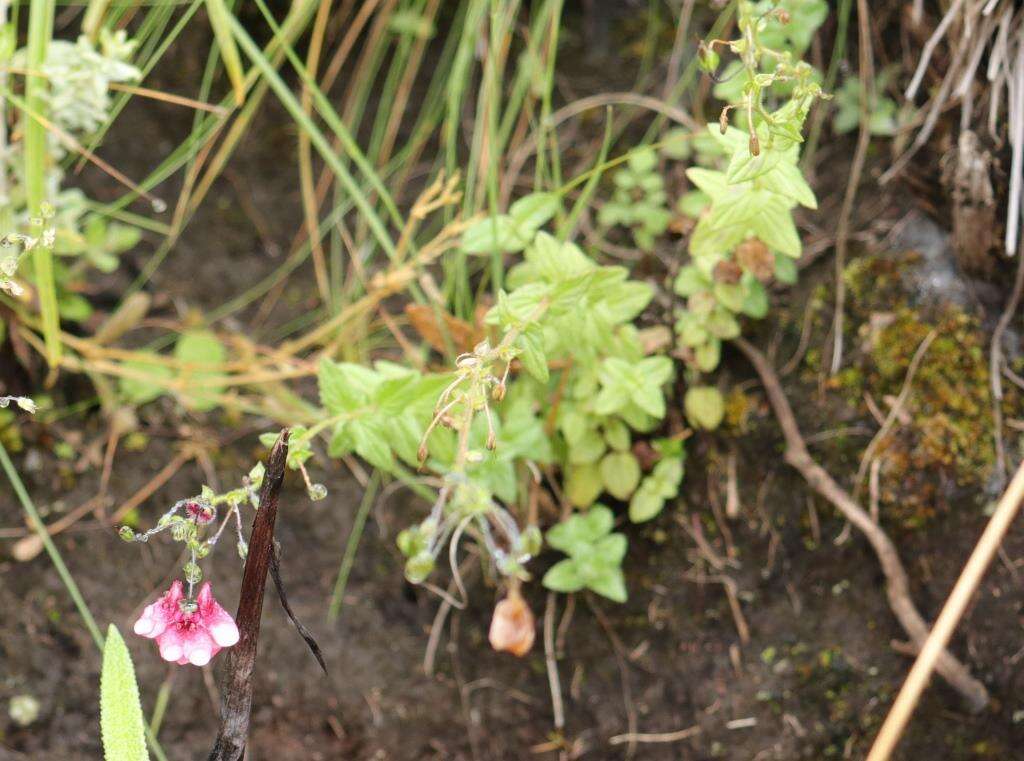 Image of Diascia barberae Hook. fil.