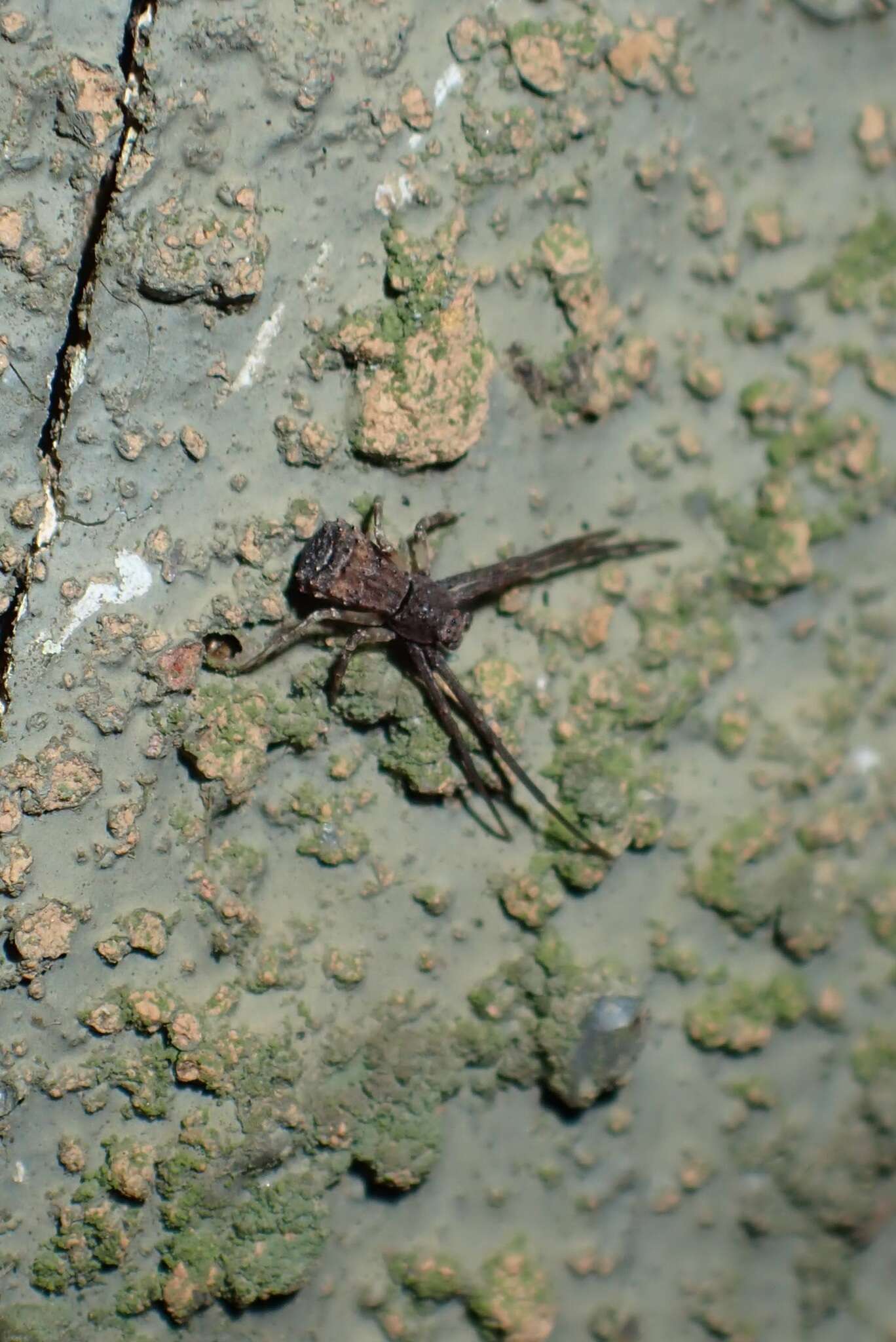 Image of Simorcus asiaticus Ono & Song 1989