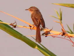 Image of Prinia flavicans flavicans (Vieillot 1821)