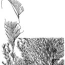 Image of neyraudia