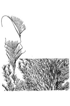 Image of silkreed