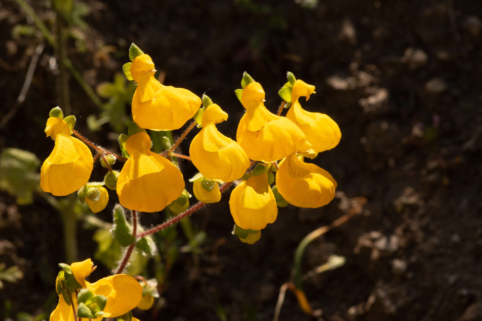 Image of Calceolaria corymbosa Ruiz & Pav.