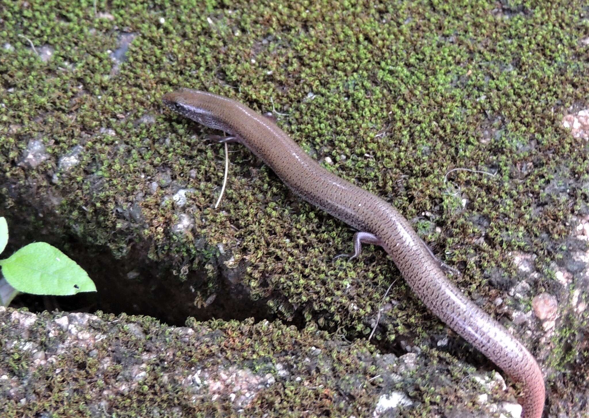 Image of Fine-spotted Mulch-skink