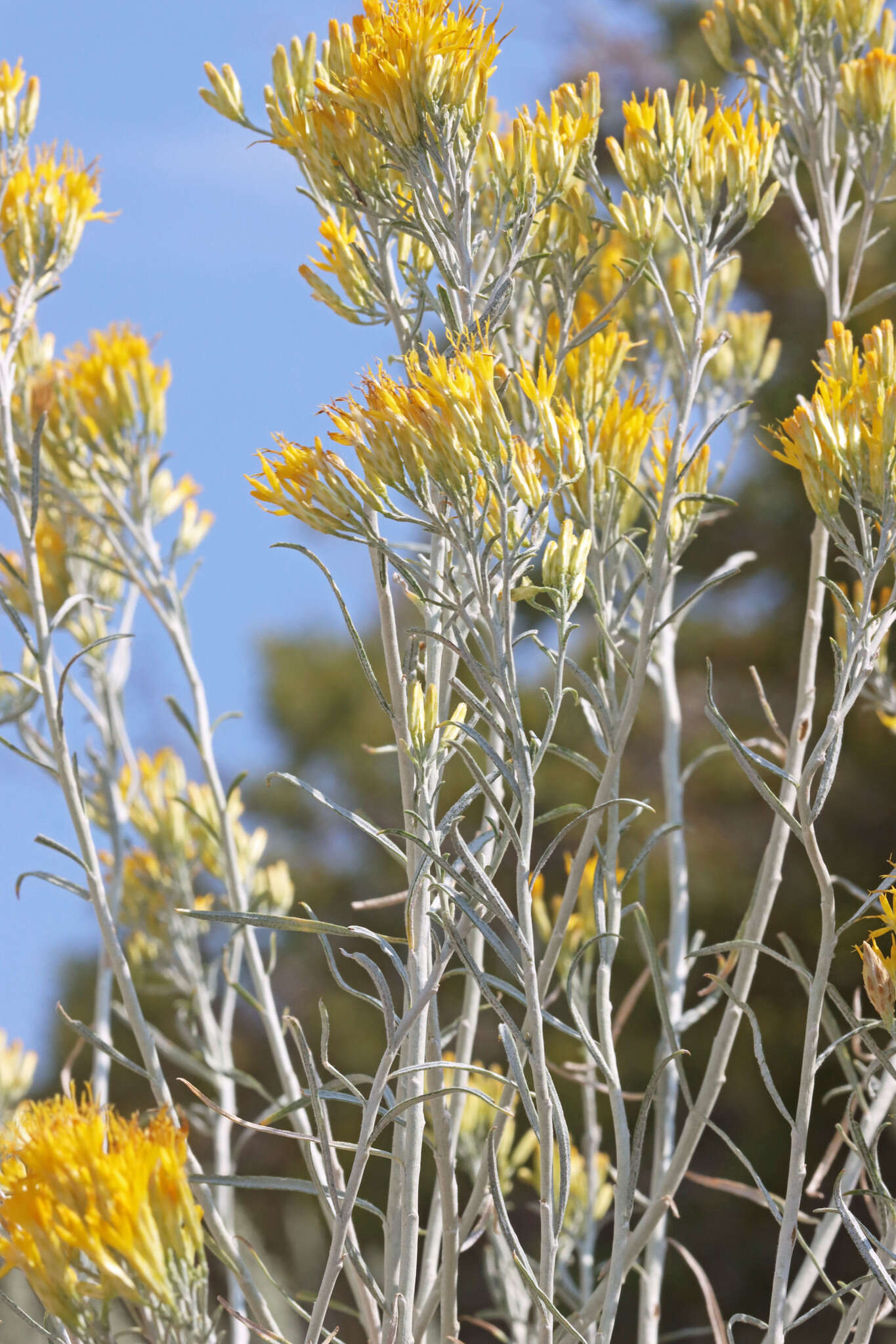 Image of Ericameria nauseosa var. hololeuca (A. Gray) G. L. Nesom & G. I. Baird