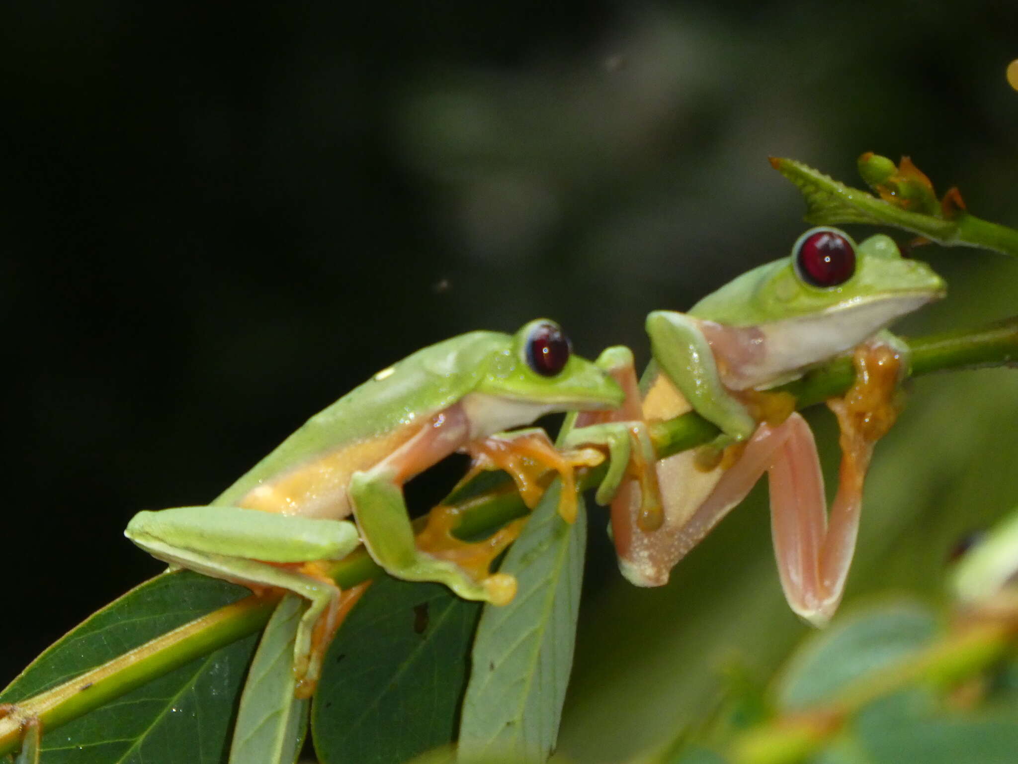 Image of Pink-sided Treefrog