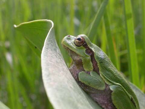 Image de Hyla intermedia Boulenger 1882