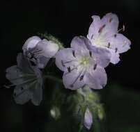 Image of great waterleaf