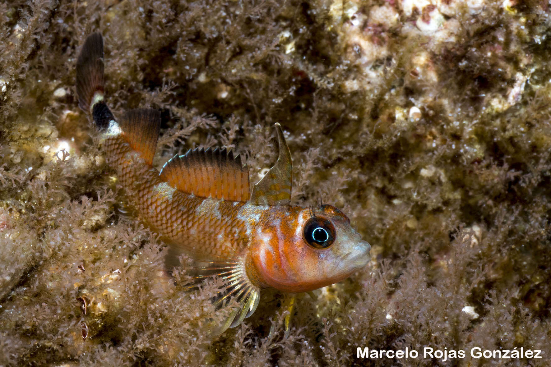 Image of Cunningham&#39;s triplefin