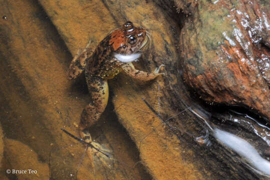 Image of Sumatran Puddle Frog