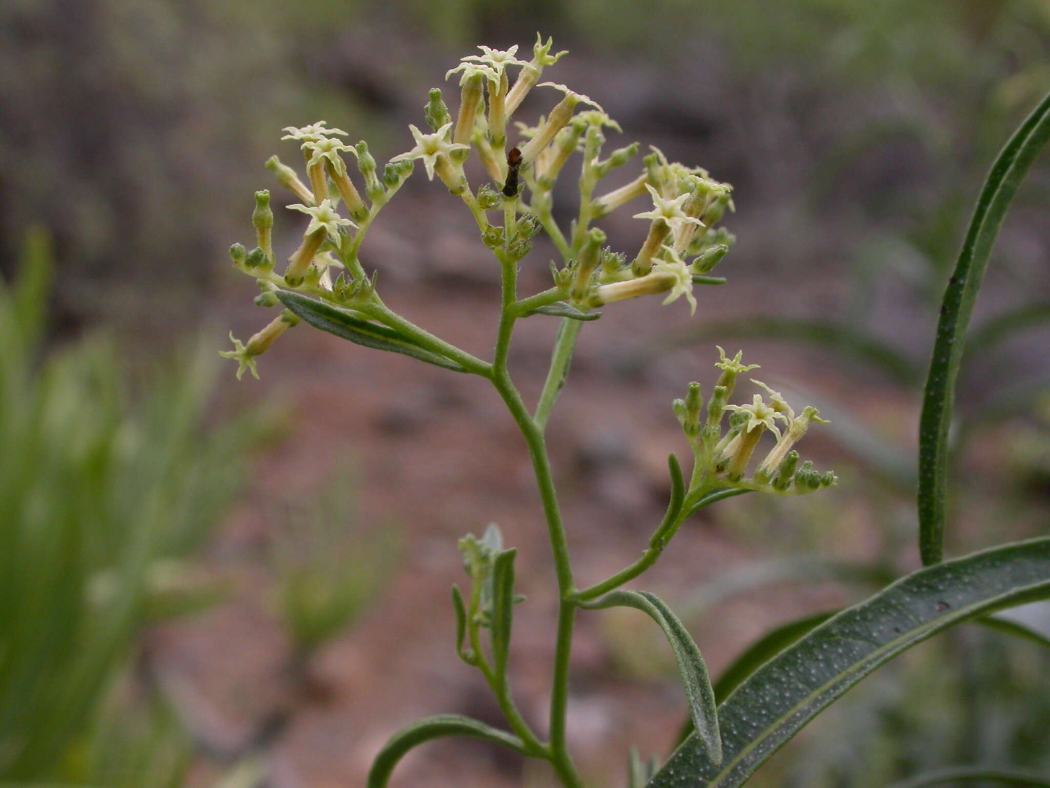 Imagem de Heliotropium messerschmidioides Kuntze