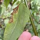 Sivun Calycomyza eupatorivora Spencer 1973 kuva