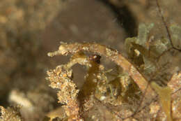 Image of Brock’s pipefish