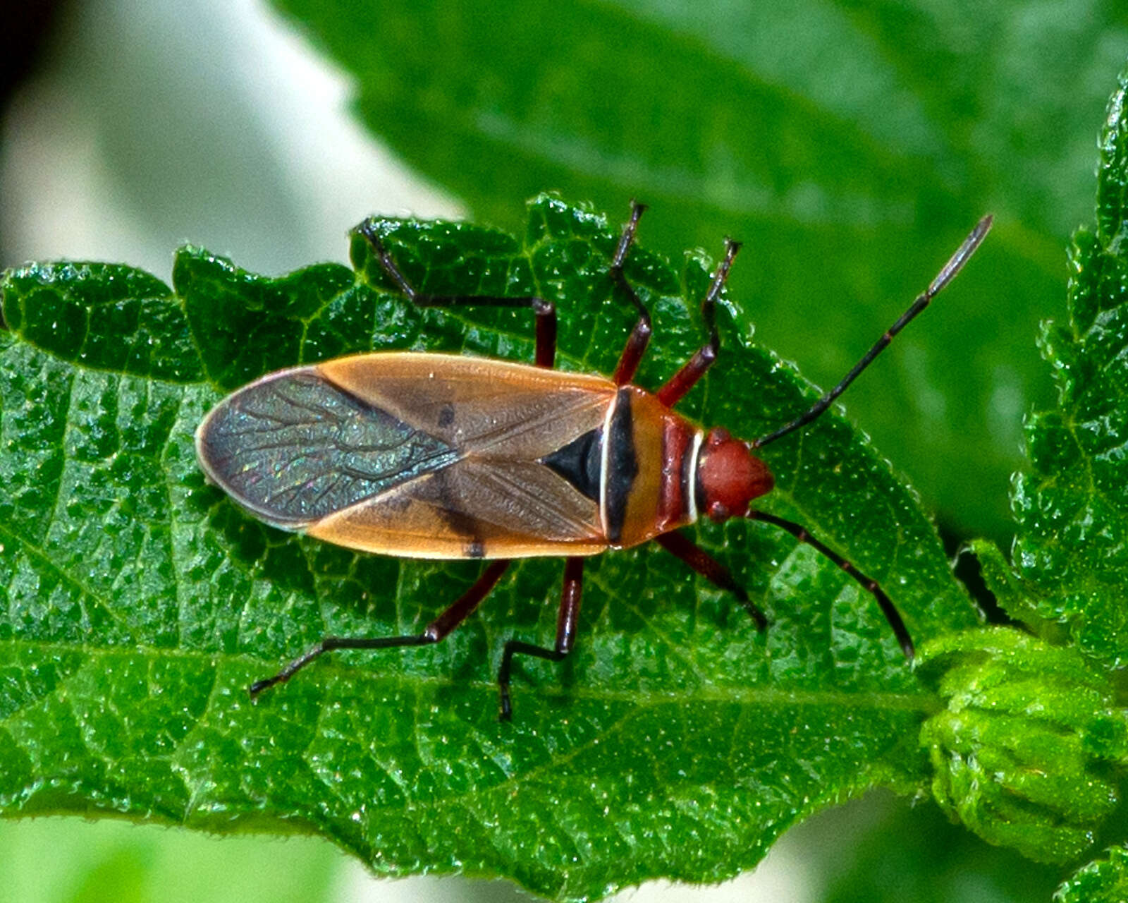 Image of Dysdercus (Dysdercus) bimaculatus (Stål 1854)