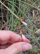 Eriochilus magenteus D. L. Jones的圖片