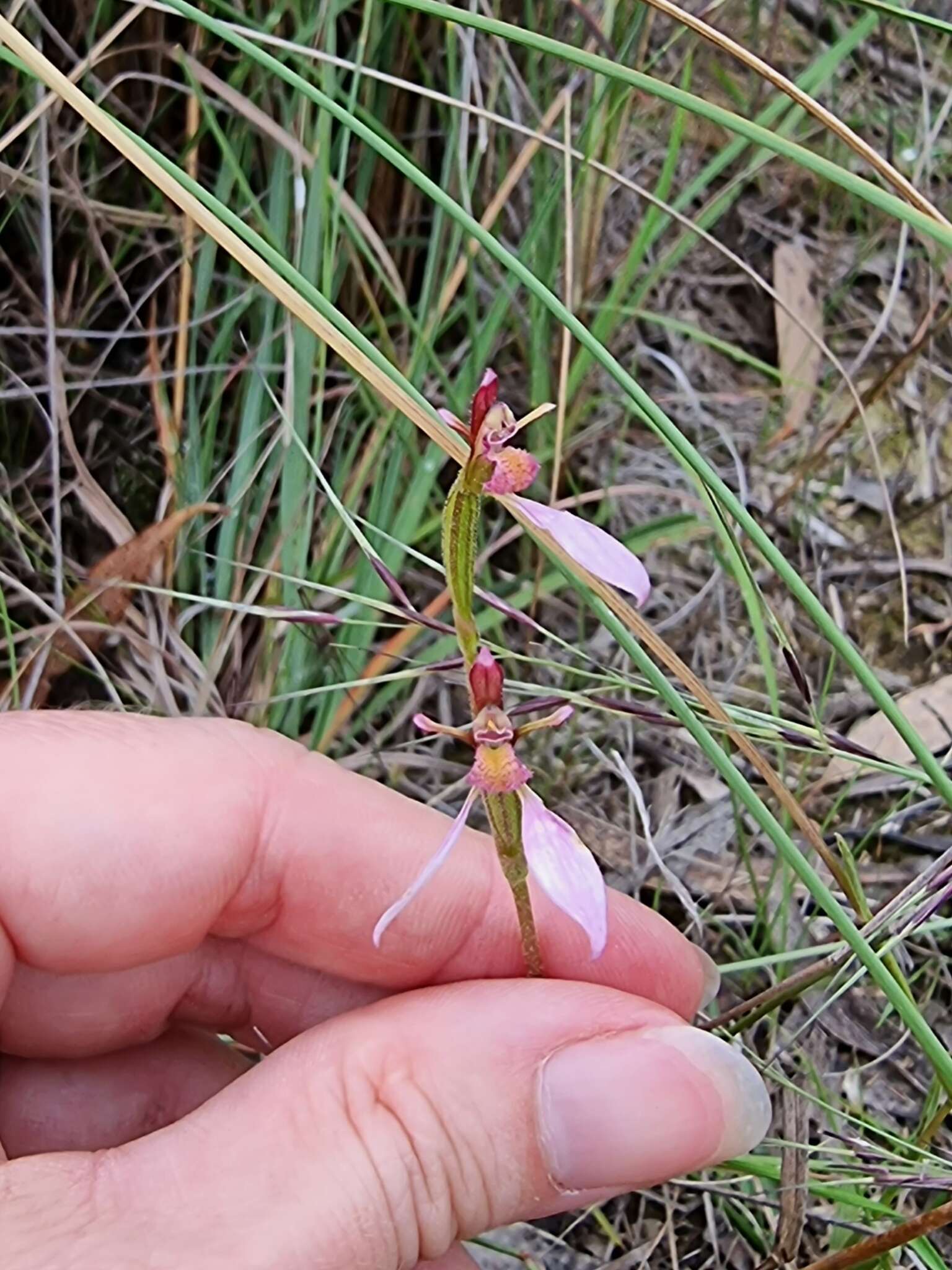 Image of Magenta autumn orchid