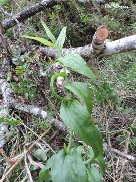 Image of Baccharis racemosa (Ruiz & Pav.) DC.